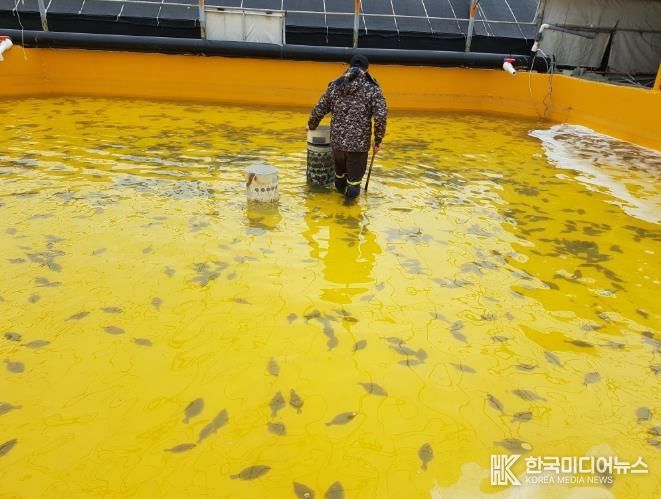 양식어가 사진 (넙치).