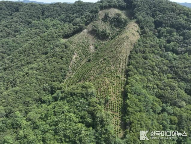 2025년도 조림 및 숲가꾸기 사업 전경 사진