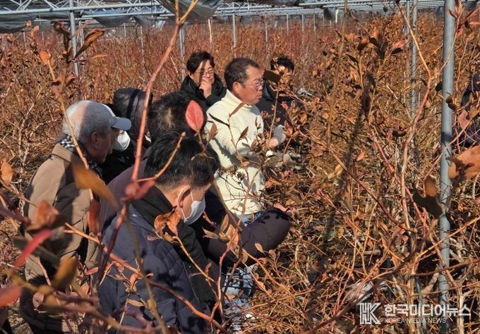 영광군, 블루베리 전지·전정 현장교육 실시