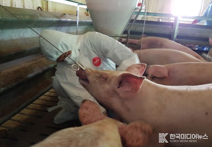 충북도, 아프리카돼지열병 도내유입 차단에 ‘사활’