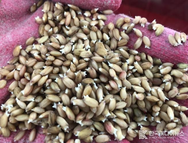 우량종자 작물 사진