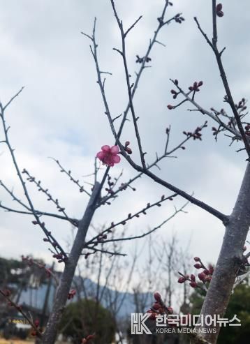 강진 첫 ‘홍매화’ 개화에 강진청자축제 기대감 증폭