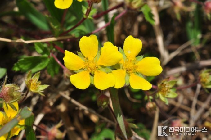 벋음양지꽃(Potentilla rhizoma H.T. Im 2024)