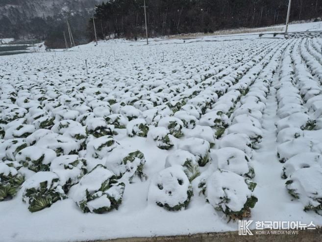 진도군, 월동 배추 농작물 재해보험 가입하세요
