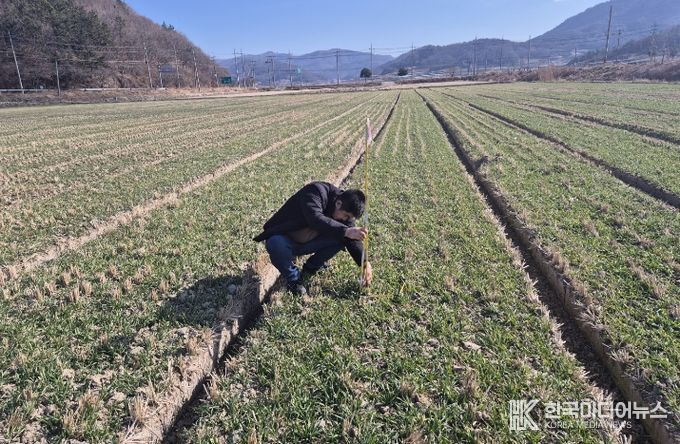 맥류 생육재생기 판단
