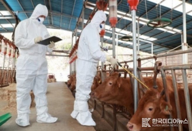 충북도, 소·염소 상반기 구제역백신 일제접종 앞당겨 추진