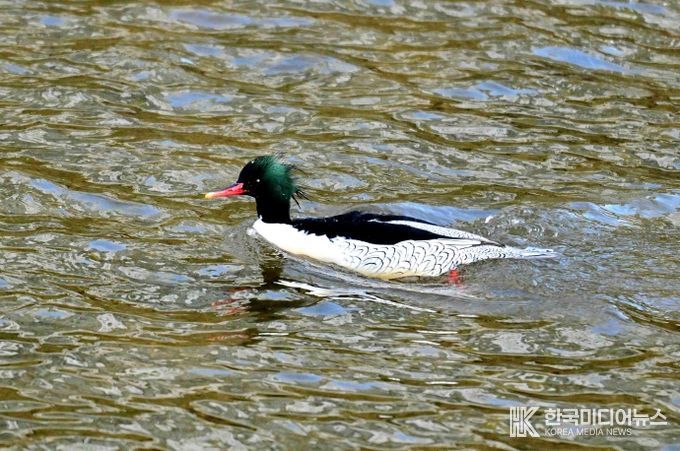 성동구와 사회적협동조합 한강은 최근 중랑천-청계천 합류부에서 호사비오리 수컷 1개체와 암컷 2개체가 먹이활동과 휴식을 하는 모습을 확인했다.(사진은 중랑천-청계천 합류부에서 발견된 호사비오리 수컷)