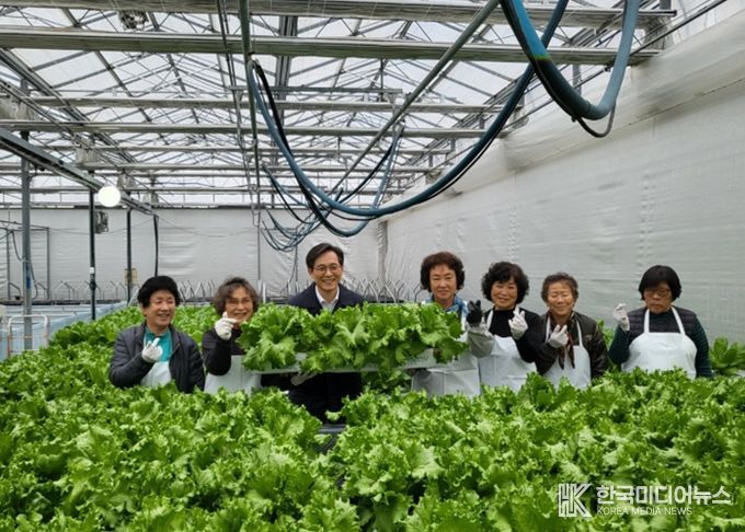 영암 영보마을 어르신들, 영보온실 재배 상추 첫 수확