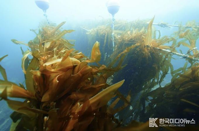 유용해조류 조성사업