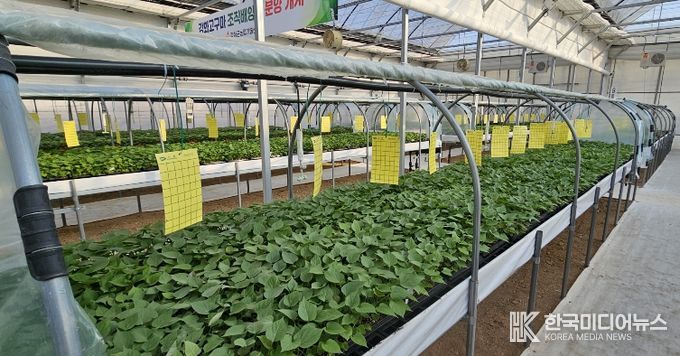 강화군, 바이러스 걱정 줄인 고구마 조직배양묘 3만 1천주 분양(1_고구마 순화온실)