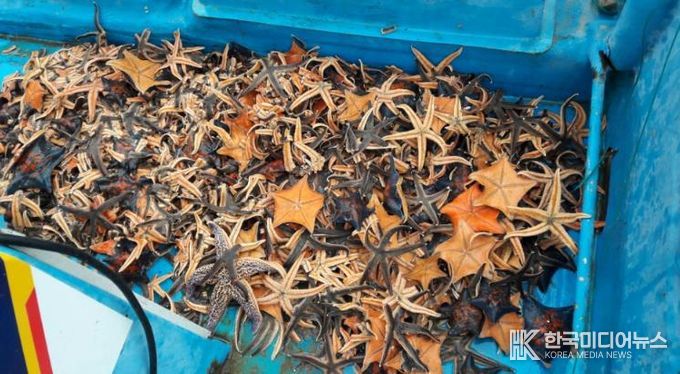 양양군 어업인들이 연안어장에서 포획한 불가사리 사진