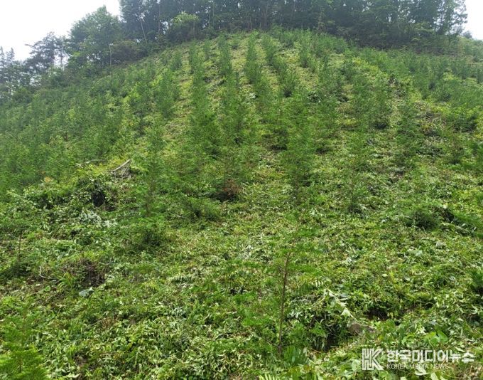 화순군 봄철 조림사업 추진 모습