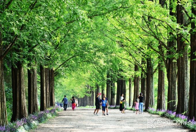 담양 메타세쿼이아길 입장료, ‘담양사랑상품권’으로 전액 돌려받는다