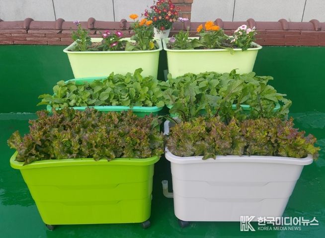 상자텃밭 사진