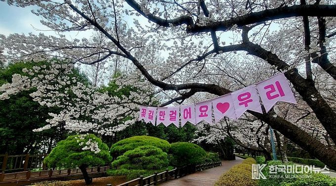 광양시, 매화 이어 벚꽃·동백…봄꽃 릴레이 시작(금호동 벚꽃)