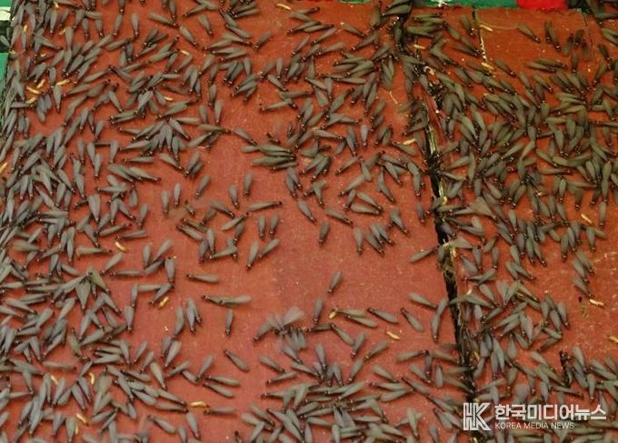 날개 달린 일본흰개미