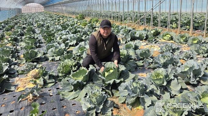 친환경농산물 영암 양배추 농가 사진