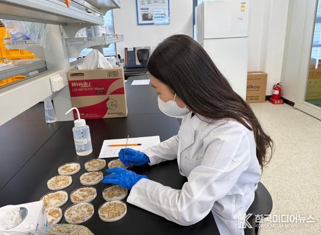 신안군농업기술센터 자가채종 종자 발아율 검사하고 있다.