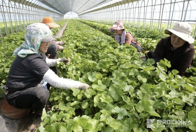 '봄의 전령사' 양구 명품 곰취, 전국 식탁 공략 나선다