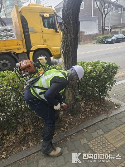 인천 서구, 가로수 병해충 방제 실시... 선제적 대응으로 시민 불편 최소화