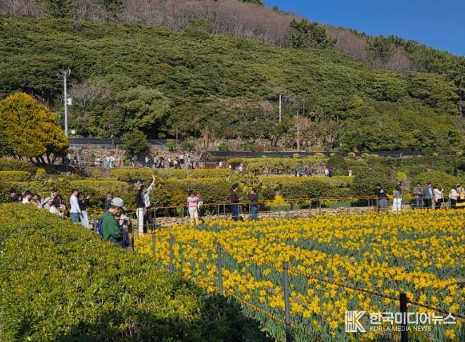 거제9경 공곶이 수선화 경관조성 관리 연장 추진
