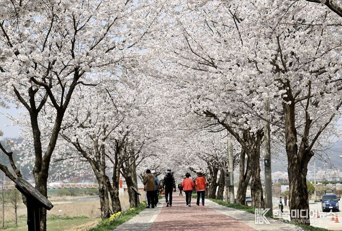 생극 응천십리벚꽃길