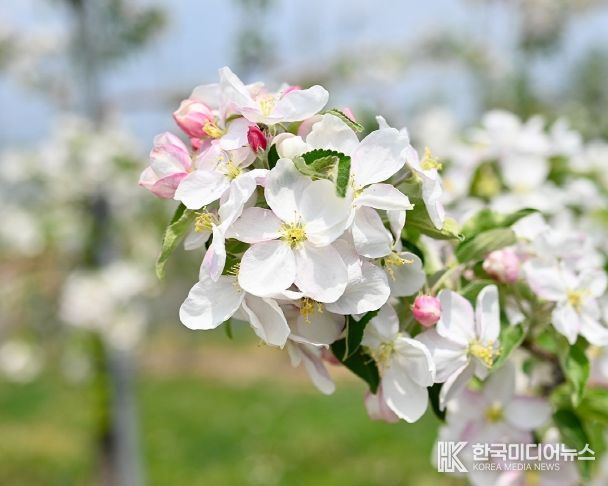 충북 과수 개화 시기, 전년보다 빨라진다