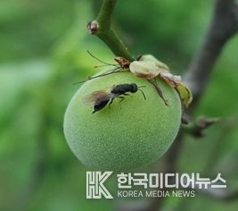 매실 복숭아씨살이좀벌 적기 방제 당부