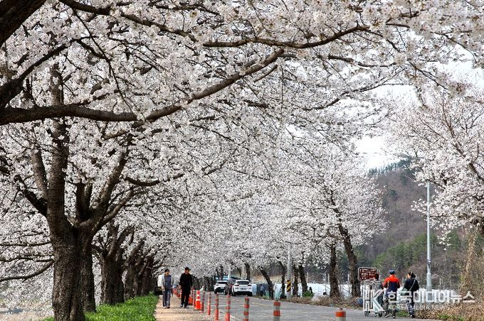 2024.04.06. 대차리 서면마을 벚꽃길