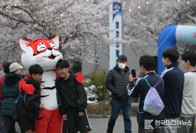 벚꽃으로 물든 영광, 2026년 영광 청년 벚꽃축제