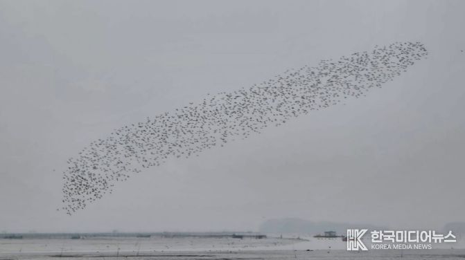 순천만, 봄철 도요물떼새 도래.