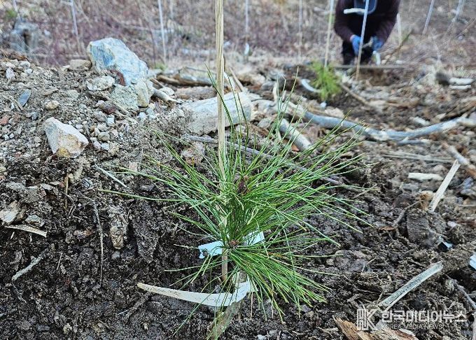 내병성 소나무 현장 식재