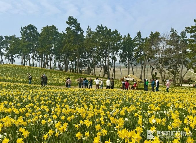 2026 섬 수선화 축제장 전경