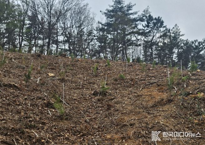 소나무재선충병 피해지 ‘수종 전환’ 확대 추진