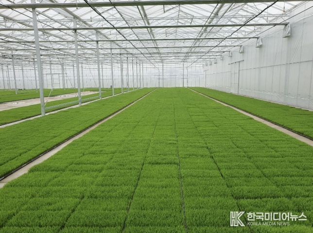 고품질 여주쌀 생산을 위한 볍씨소독 및 적기 못자리 설치