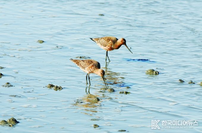 순천만습지 도요새