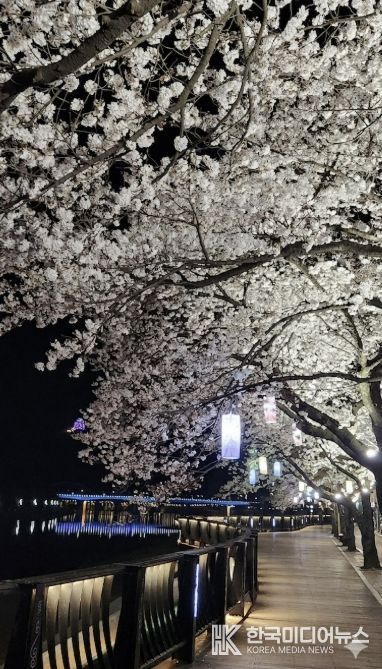 2026 단양강 벚꽃 야경투어