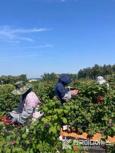 복분자 수확현장