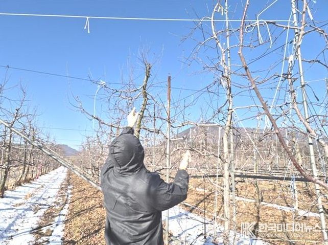과수화상병 및 궤양 동계 예찰
