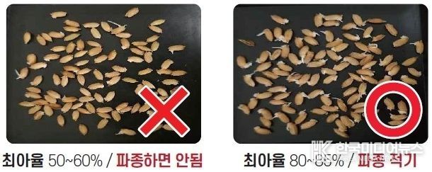 벼 최아율 비교 사진