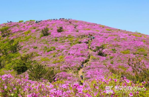 보성군, 5월 2일 ~ 4일 제22회 일림산 철쭉문화행사 개최_전국 최대 규모 철쭉 군락이 장관을 이룰 예정이다