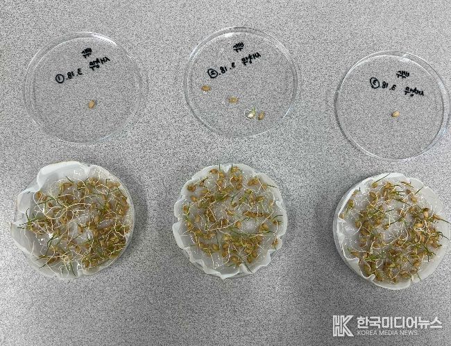 건강한 모 키우기의 시작, 종자 발아율 검사