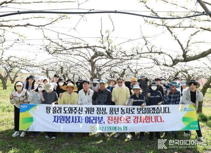 아산시의회 의장과 사무국 직원들이 법곡동 일원 배 농가 찾아 인공수분 작업을 도우며 봉사활동을 펼치고 있다.